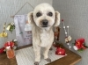 「本日のお客さま♥️チワプー【大分市中戸次／ドッグサロン／トリミング】」