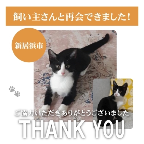 「【無事再会！】新居浜市郷付近で迷子になった猫のミミちゃん。飼い主さんと再会できました！」