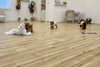 みんなじゃれっこや走り回って遊びます「ましゅまろ幼稚園🐾パート３」