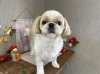 「本日のお客さま♥️シーズー【大分市中戸次／ドッグサロン／トリミング】」