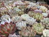 「色々入荷しました。　多肉植物はヴァンベール」