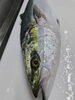「1月20日のお刺身」