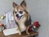 「本日のお客さま♥️チワワ【大分市中戸次／ドッグサロン／トリミング】」
