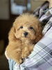 「今日のわんちゃんご紹介★新潟市♪犬のトリミングHappyTail」