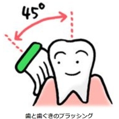 健康維持の答えは『歯の健康』にあり、毎日のブラッシングと定期的な歯科医受診で歯石除去です。