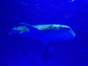 ジンベエザメのユウユウ「かごしま水族館を視察/静岡/熱帯魚/水槽レンタル/島田市/ペットショップ/内装プロデュース」