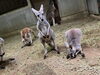 奥からナナイロ、フミ、コマメ「アカカンガルーの群れたち」