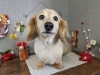 「本日のお客さま♥️ミニチュアダックス【大分市中戸次／ドッグサロン／トリミング】」