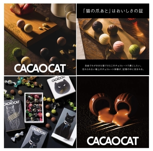 北海道からチョコレートの新商品を入荷予定！CACAOCAT-カカオキャット- バレンタインにいかがですか？【24 スイーツショップ 越前武生店】 |  24 スイーツショップ 越前武生店のニュース | まいぷれ[丹南・越前・鯖江]