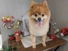 「本日のお客さま♥️ポメラニアン【大分市中戸次／ドッグサロン／トリミング】」