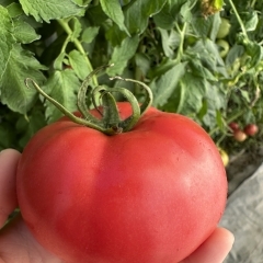 さくらい農園の桃太郎トマト