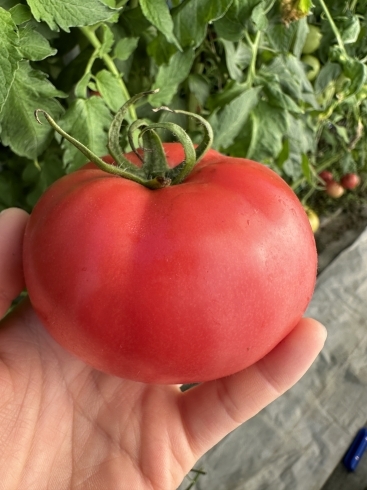 桃太郎トマト「さくらい農園の桃太郎トマト」