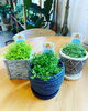 「ベビーティアーズ」