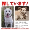 「迷い犬を探しています【新居浜市南中学校正門付近】」