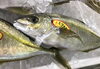 「魚魚市場鮮魚コーナーおすすめは「シマアジ」です♪」