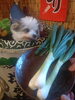 千葉産の葉玉葱「犬に与えてはダメです！」