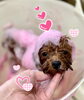 ビーツピンクパック中💕綺羅くん「ピンクパック💕＆Happy Valentine 💕」