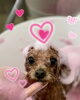サランちゃん　ビーツピンクパック中〜💕「ピンクパック＆Happy Valentine 💕」