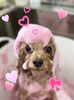 ビーツピンクパック中〜💕れん太くん「ピンクパック＆Happy Valentine 💕」