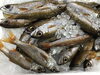 「魚魚市場鮮魚コーナーおすすめは「クロムツ」です♪」