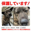 「迷い犬の情報です！【西部支所　環境課　生活環境係】」