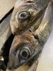 鹿児島内之浦水揚げの釣り鯵「違いのわかる男」