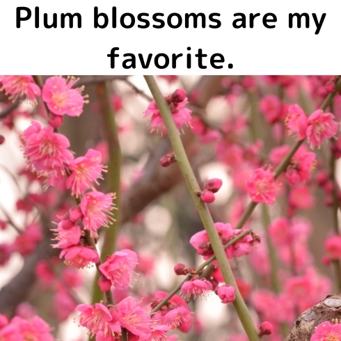 Plum blossoms!!!!「Teacher'sコーナー178号 It's early, but the flowers are here!【千葉のならいごと　英会話スクール】」