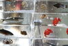 ❶魚介類入り氷像（撮影：2月2日、編集部）「2024雪まつり。準備状況、観てある記（すすきの会場編)」