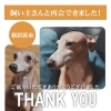 「【無事再会！】新居浜市金子小学校付近で迷子になった犬のなでしこちゃん。飼い主さんと再会できました！」
