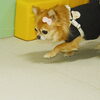 モナカちゃん「今日のお友達」