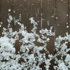 雪「お知らせ【雪】」