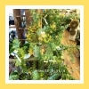 ミモザ鉢植え ミモザの鉢植えで難しい原因と失敗しない育て方のコツ！