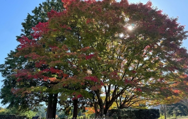 秋の公園　栗東「秋のおでかけに♪  栗東市」