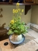 大かぶら「大かぶらの花」