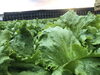 新鮮京野菜　玉レタス「リードタイム　０.５日」