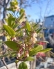 「季節外れのイチゴノキの花が咲いています」