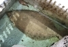 「魚魚市場鮮魚コーナーおすすめは「ヒラメ」です♪」