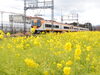 斎宮菜の花畑「斎宮　菜の花畑🌼」