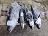 舞鶴漁港であがったマグロとサワラ「舞鶴から旬の天然マグロと寒サワラがショッパー桜川に入荷しています。」