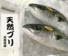 「魚魚市場鮮魚コーナーおすすめは「シビマグロ」です♪」