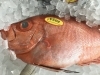 「魚魚市場鮮魚コーナーおすすめは「チカメキントキ」です♪」