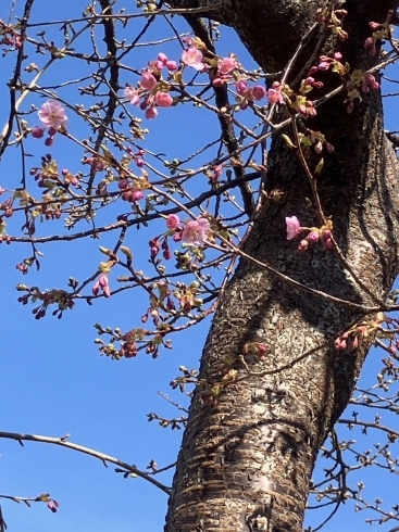 河津桜「河津桜が咲き始めました【杉並堀ノ内　管理費不要の樹木葬　オリーブ光の庭園】」