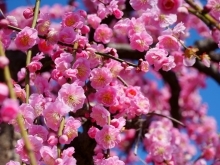 平年よりやや早い春の訪れ 「梅の花見」をご案内します