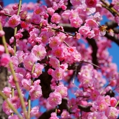 平年よりやや早い春の訪れ 「梅の花見」をご案内します