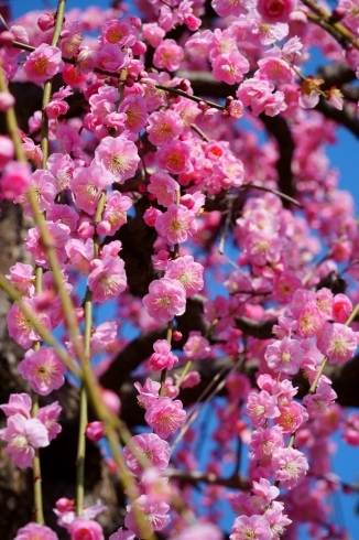 ちどりしだれ梅「平年よりやや早い春の訪れ 「梅の花見」をご案内します」