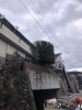 作業後 / お客様のご希望の高さでカットしました「宝塚市でコニファー(ゴールドクレスト)の強剪定をしました！」