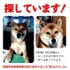 「迷い犬を探しています【四国中央市妻鳥町付近】」