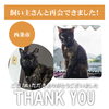 「【無事再会！】西条市明屋敷 めぐみ保育園の近くで迷子になった猫のクロちゃん。飼い主さんと再会できました！」