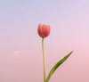 「もうすぐ春ですねぇ🌸【宮崎市 脳洗浄 筋膜リリース よもぎ蒸し 肌育 LIHI】」