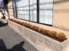 作業後 / コニファー・ラインゴールドを植えました「川西市でコニファーの植栽工事をしました！」